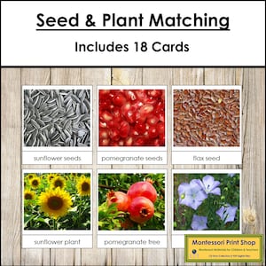 Cartes de correspondance de graines et de plantes - botanique Montessori - matériaux Montessori imprimables - téléchargement numérique