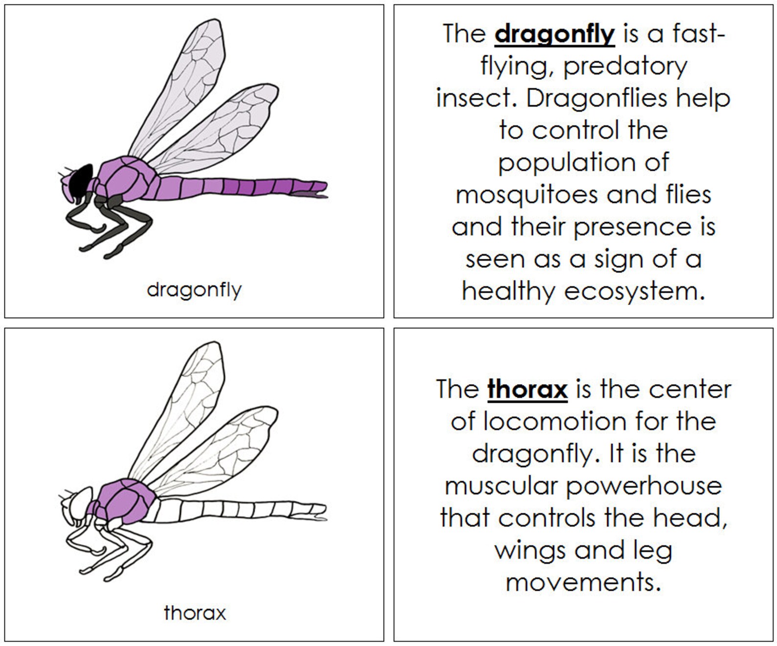 Parts of the Dragonfly Nomenclature Book Montessori Zoology Etsy