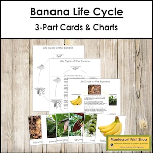 The Banana Life Cycle 3-Part Cards & Charts - Montessori Nomenclature - Printable Montessori Materials - Digital Download