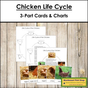 Tarjetas y gráficos de 3 partes sobre el ciclo de vida del pollo - Nomenclatura Montessori - Materiales Montessori imprimibles - Descarga digital