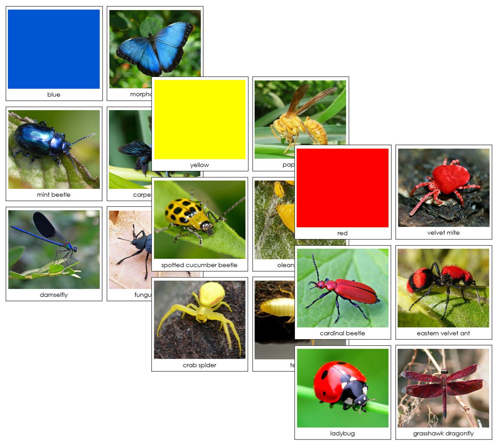 Insect Color Sorting Cards - Montessori Sensorial Activity (digital ...