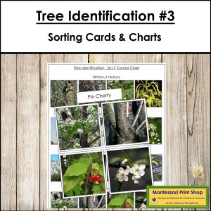 Schede di identificazione degli alberi e tabella di controllo (set 3) - Botanica Montessori - Schede Montessori stampabili - Download digitale