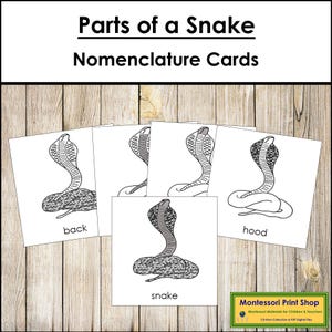 Nomenklatur der Schlangenteile (3-teilige Karten & Kopiervorlage) - Montessori-Zoologie (Digitaler Download)