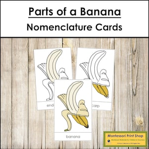 Parts of a Banana Nomenclature 3-Part Cards - Montessori Botany - Printable Montessori Materials - Digital Download