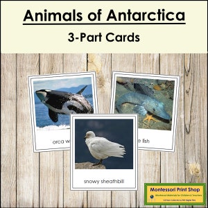 Animali dell'Antartide (codificati a colori) - Carte Montessori sui continenti - Geografia - Carte Montessori stampabili - Download digitale
