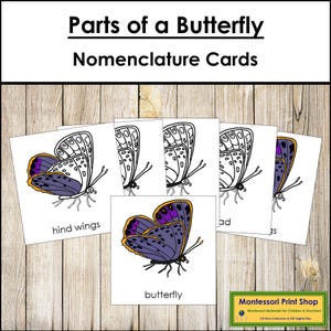 Partes de uma Borboleta: Nomenclatura - Cartões de 3 Partes e Modelo para Impressão - Zoologia Montessori (Download Digital)