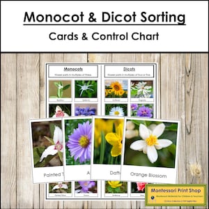 Cartões de classificação de flores monocotiledôneas e dicotiledôneas e quadro de controle - Ciência Montessori - Cartões Montessori para impressão - Download digital