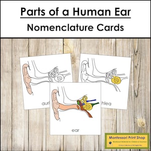 Nomenclatura das Partes da Orelha Humana - Cartões de 3 Partes - Ciência - Materiais Montessori para Imprimir - Download Digital
