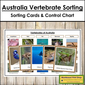 Tarjetas de clasificación de vertebrados australianos y tabla de control (codificadas por colores) - Zoología Montessori - Tarjetas Montessori imprimibles - Descarga digital