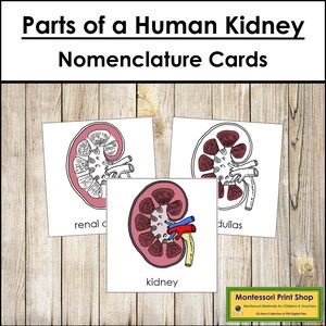 Parts of a Kidney Nomenclature 3-Part Cards - Science - Printable Montessori Materials - Digital Download