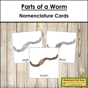 Parts of a Worm Nomenclature 3-Part Cards - Zoology - Printable Montessori Materials - Digital Download