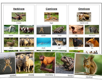 Herbivores Carnivores and Omnivores Sorting Cards & Control - Etsy Herbivores Carnivores and Omnivores Sorting Cards & Control - Etsy