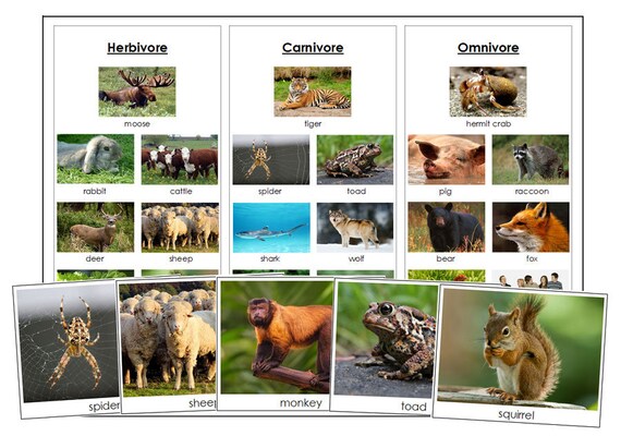 Herbivores Carnivores and Omnivores Sorting Cards & Control - Etsy Herbivores Carnivores and Omnivores Sorting Cards & Control - Etsy
