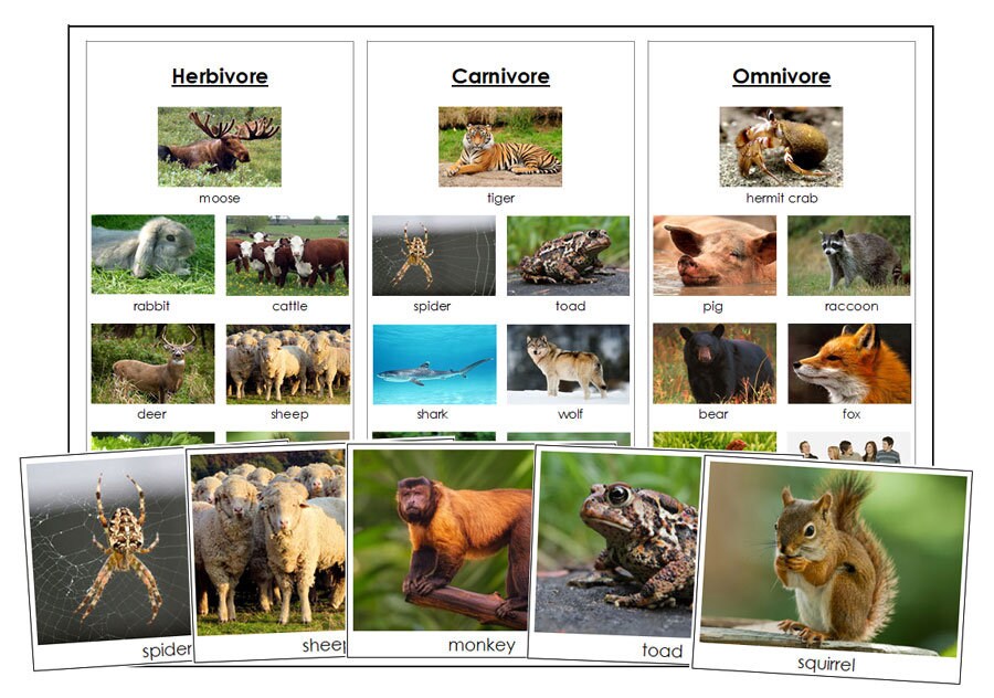 Herbivores Carnivores and Omnivores Sorting Cards & Control - Etsy Herbivores Carnivores and Omnivores Sorting Cards & Control - Etsy