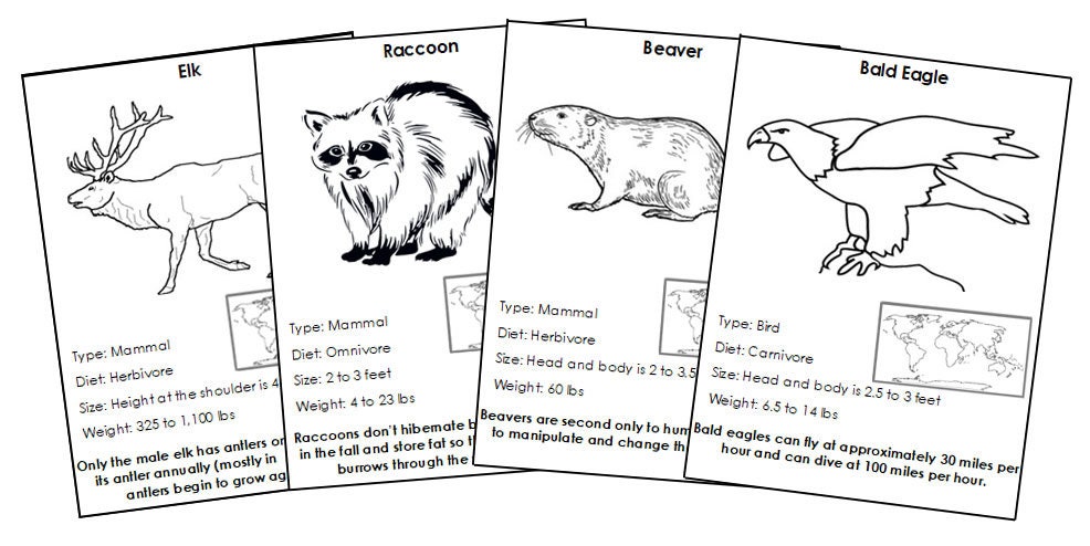 Animals of North America Facts & Picture Cards blackline Master ...