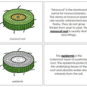 Parts of a Monocot Root Nomenclature Book - Montessori Botany (digital ...
