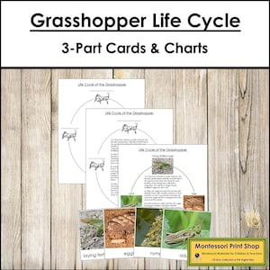 Il ciclo vitale della cavalletta - Schede e grafici in 3 parti - Nomenclatura Montessori - Materiali Montessori stampabili - Download digitale