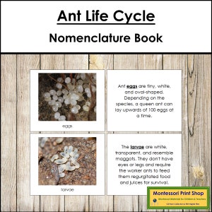 The Ant Life Cycle Book - Montessori-nomenclatuur - Afdrukbare Montessori-materialen - Digitale download