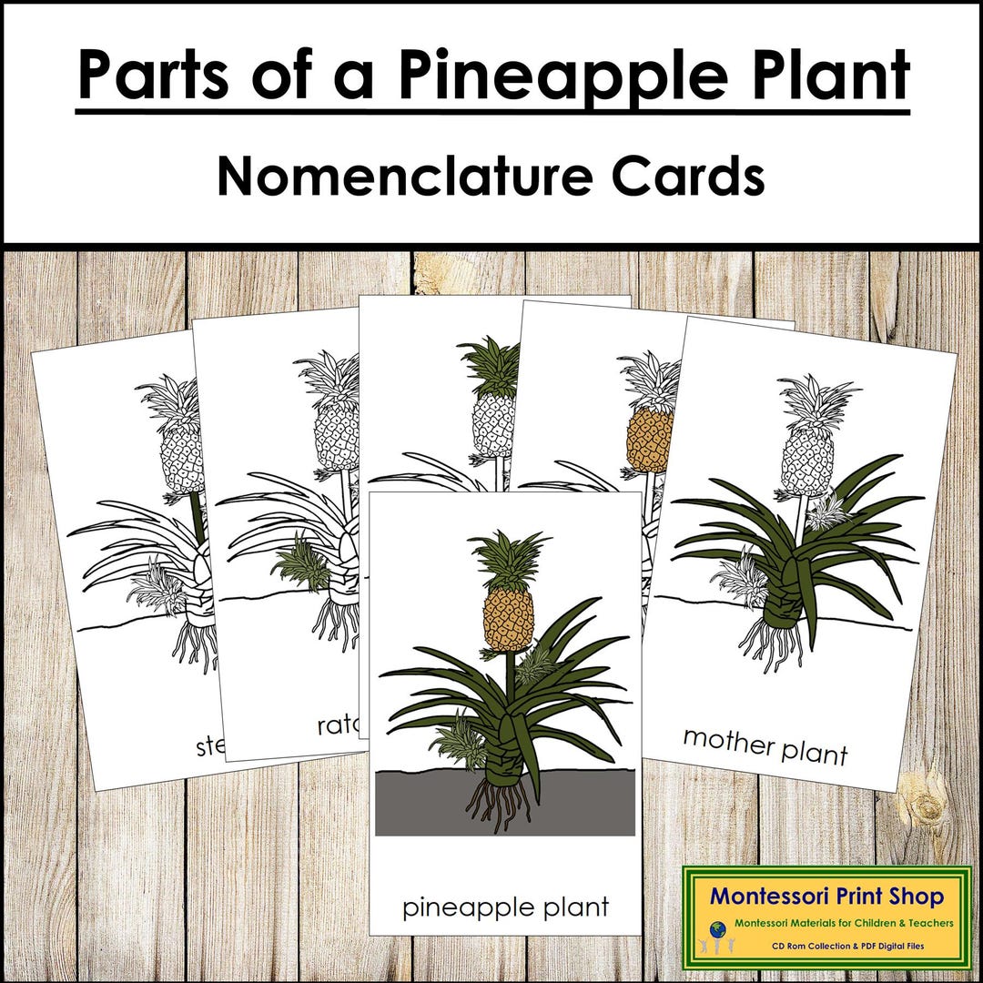 moonshine snake plants Snake Plant Moonshine Live Plant, 6" Pot