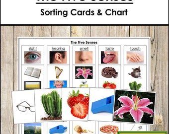 The Five Senses Sorting Cards & Control Chart - Montessori Science - Printable Montessori Cards - Digital Download