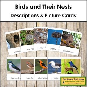 Cartões informativos e correspondentes sobre pássaros e seus ninhos - Atividade Montessori com animais (download digital)