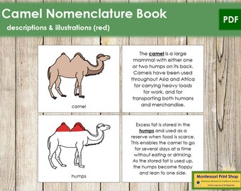 Camel Anatomy Etsy Singapore