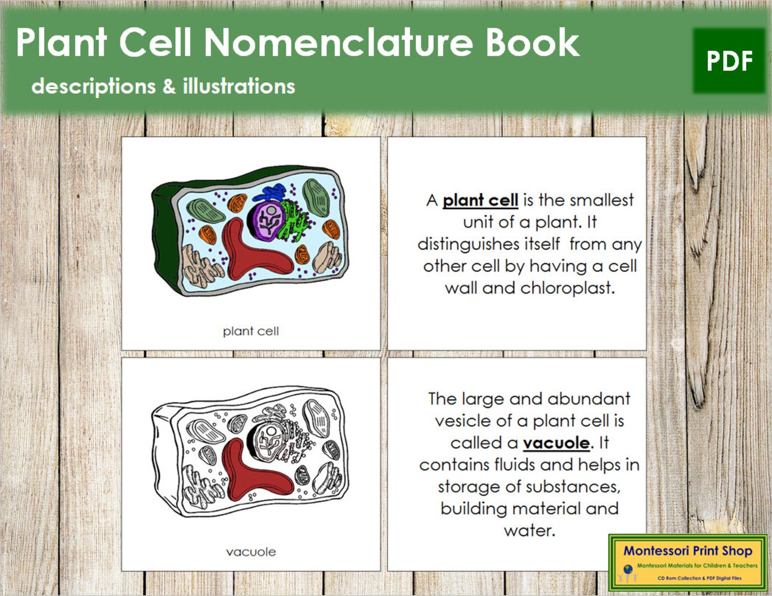 Parts Of A Plant Cell Nomenclature Book Science Printable Etsy