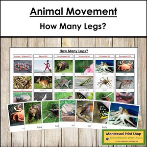 How Many Legs Do These Animals Have? Sorting Cards & Control Chart - printable zoology lesson by Montessori Print Shop - Digital Download