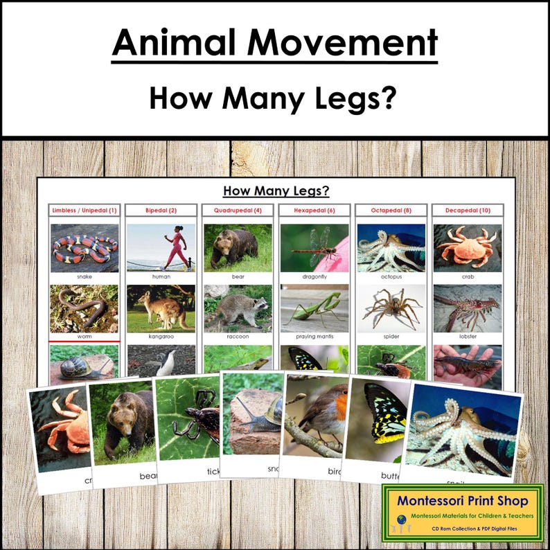 How Many Legs Do These Animals Have? Sorting Cards & Control Chart - printable zoology lesson by Montessori Print Shop - Digital Download