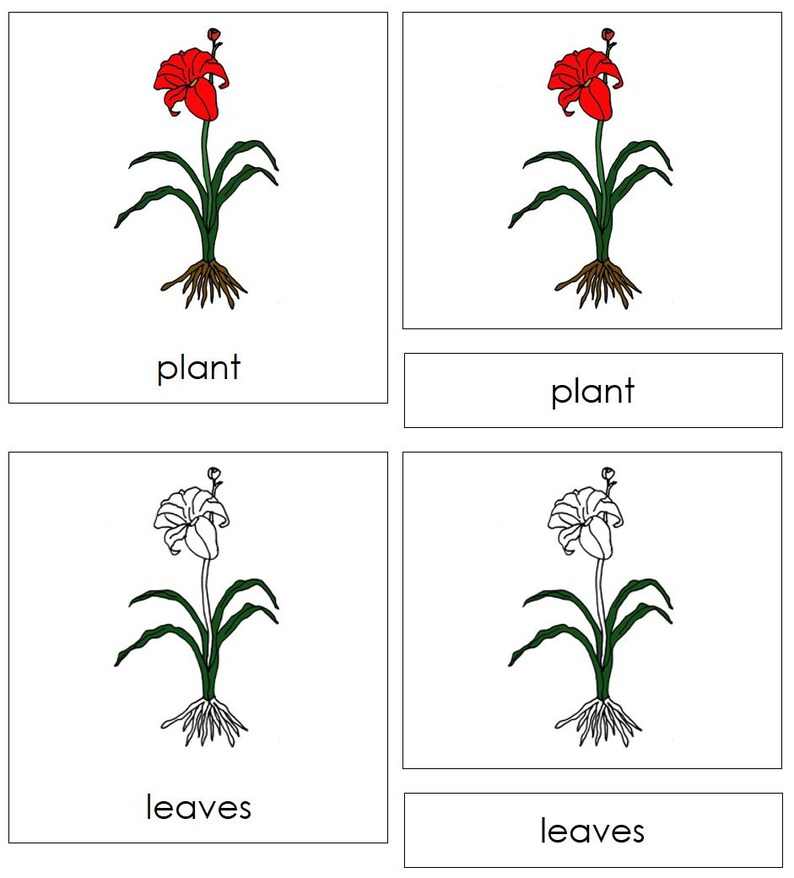 Parts of a Plant Nomenclature 3-part Cards & Blackline Master ...
