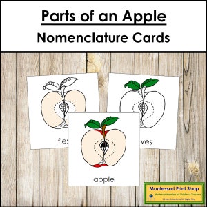 Tarjetas de 3 partes con la nomenclatura de las partes de una manzana - Botánica Montessori - Materiales Montessori imprimibles - Descarga digital