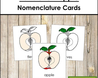 Parts of an Apple Nomenclature 3-Part Cards - Montessori Botany - Printable Montessori Materials - Digital Download