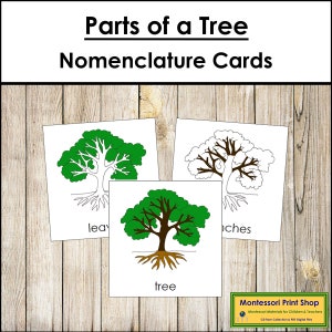 Tarjetas de 3 partes con la nomenclatura de las partes de un árbol - Botánica Montessori - Materiales Montessori imprimibles - Descarga digital