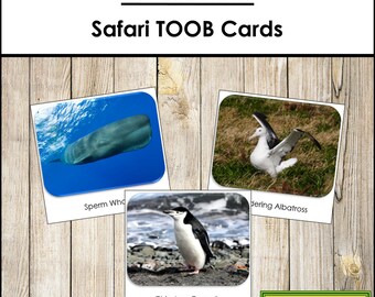 Horses Safari TOOB Cards Printable Montessori Cards Digital Download - Etsy
