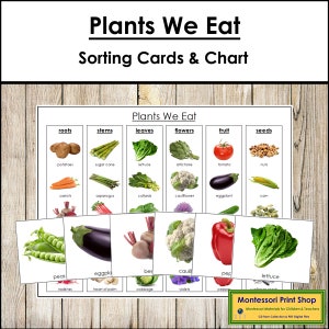 Plants We Eat-sorteerkaarten en controlekaart - Montessoriwetenschap - afdrukbare montessorikaarten - digitale download