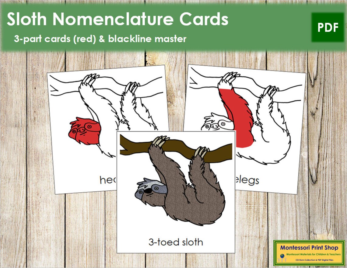 Parts of a Sloth Nomenclature 3part Cards RED Zoology Etsy