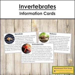 Schede informative sugli invertebrati - Zoologia Montessori - Schede Montessori stampabili - Download digitale