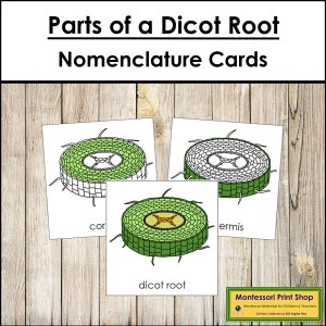 Parts of a Dicot Root Nomenclature 3-Part Cards - Botany - Printable Montessori Materials - Digital Download