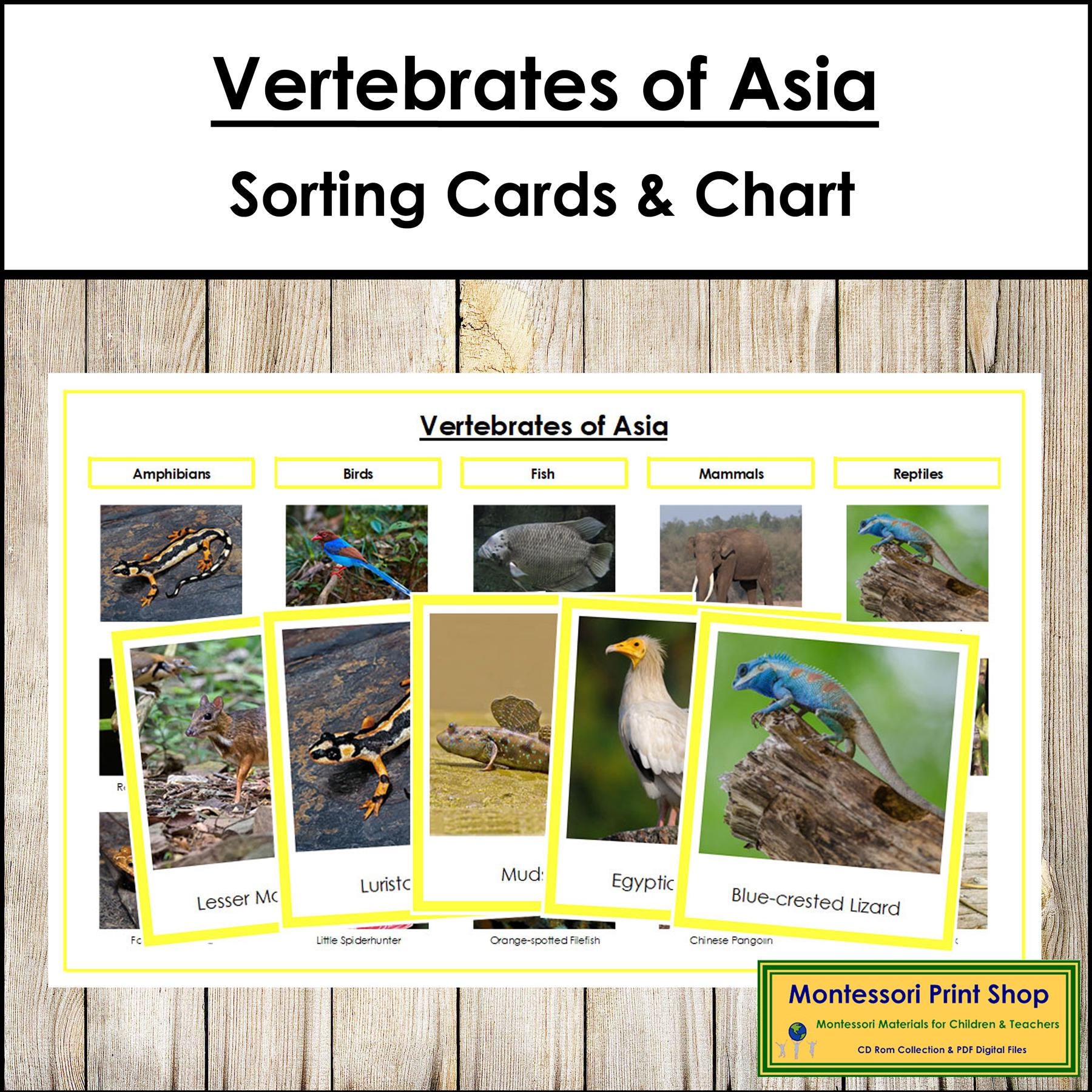 Montessori Vertebrates of Asia Sorting Cards & Chart [color-coded ...