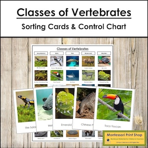 Cartes de tri des classes de vertébrés et carte de contrôle - Zoologie - Cartes Montessori imprimables - Téléchargement numérique