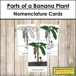 Parts of a Banana Plant Nomenclature 3-Part Cards - Montessori Botany - Printable Montessori Materials - Digital Download
