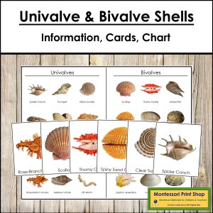 Cartes de tri de coquillages univalves et bivalves et tableau de contrôle - Science - matériaux Montessori imprimables - téléchargement numérique