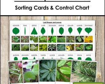 Bladvormen en bladeren Sorteerkaarten & Controlediagram - Montessori Wetenschap - Afdrukbare Montessorikaarten - Digitale download