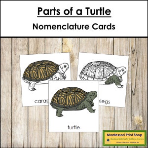 Parts of a Turtle Nomenclature 3-Part Cards - Montessori Zoology - Printable Montessori Materials - Digital Download