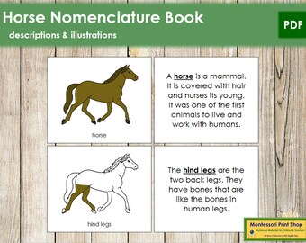 horse flash cards etsy