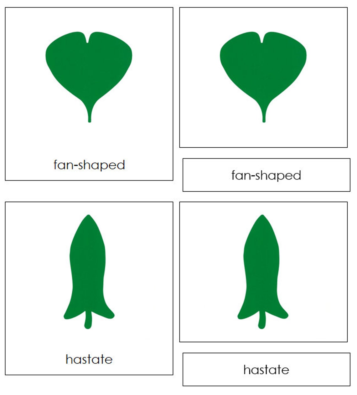 Montessori Botany Cabinet Nomenclature 3-part Cards - Leaf Shapes ...