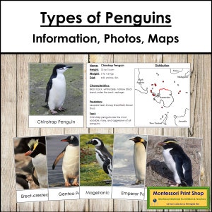 Arten von Pinguinen, Informationen und Verteilungskarten - Zoologie - Druckbare Montessori Karten - Digitaler Download