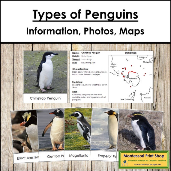 Types of Penguins, Information, & Distribution Maps - Montessori