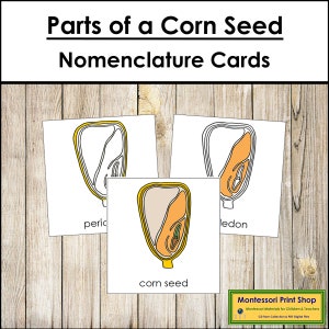 Parti di un seme di mais - Schede in 3 parti - Botanica Montessori - Materiali Montessori stampabili - Download digitale