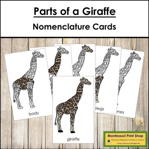 Nomenklatura części żyrafy, 3-częściowe karty i szablon z czarną linią – Zoologia Montessori (pobranie cyfrowe)